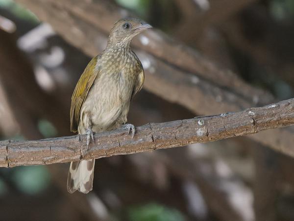<h3><a href="/trips/gambia/biota/animalia/chordata/aves/039 piciformes/008 indicatoridae/indicator maculatus/indicator maculatus-nl.html">Indicator&nbsp;maculatus</a> / Spotted&nbsp;honeyguide / Gevlekte&nbsp;honingspeurder</h3>OM-1 Mark II met OLYMPUS M.150-400mm F4.5, 1/1600 sec  bij F4.5, ISO 10000, afstand 11.7&nbsp;m